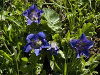 Gentiana acaulis 3, Stengelloze gentiaan, Saxifraga-Willem van Kruijsbergen