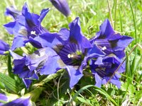 Gentiana acaulis 31, Stengelloze gentiaan, Saxifraga-Rutger Barendse