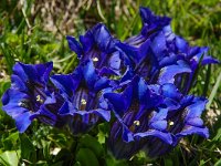 Gentiana acaulis 36, Stengelloze gentiaan, Saxifraga-Harry Jans