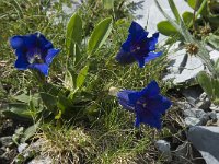 Gentiana acaulis 4, Stengelloze gentiaan, Saxifraga-Willem van Kruijsbergen