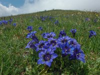 Gentiana acaulis 40, Stengelloze gentiaan, Saxifraga-Harry Jans