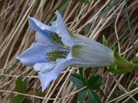 Gentiana acaulis 44, Stengelloze gentiaan, Saxifraga-Harry Jans