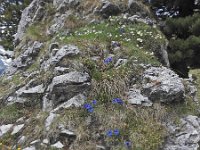 Gentiana acaulis 45, Stengelloze gentiaan, Saxifraga-Harry Jans