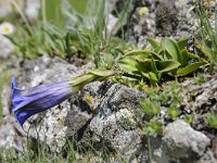 Gentiana acaulis 58, Stengelloze gentiaan, Saxifraga-Luuk Vermeer