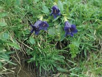 Gentiana acaulis 59, Stengelloze gentiaan, Saxifraga-Jan van der Straaten