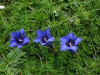 Gentiana acaulis 9, Stengelloze gentiaan, Saxifraga-Dirk Hilbers