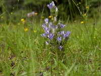 Gentiana anisodonta