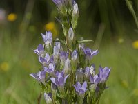 Gentiana anisodonta 2, Saxifraga-Luuk Vermeer