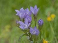 Gentiana anisodonta 3, Saxifraga-Luuk Vermeer