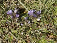 Gentiana anisodonta 6, Saxifraga-Willem van Kruijsbergen