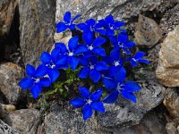 Gentiana bavarica ssp imbricata 11, Saxifraga-Harry Jans