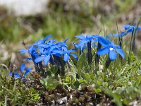 Gentiana brachyphylla 10, Saxifraga-Luuk Vermeer