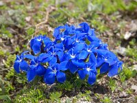 Gentiana brachyphylla 14, Saxifraga-Luuk Vermeer