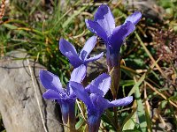 Gentiana ciliata 11, Franjegentiaan, Saxifraga-Harry Jans