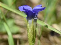 Gentiana ciliata 14, Franjegentiaan, Saxifraga-Sonja Bouwman  Franjegentiaan - Gentianopsis ciliata - Gentianaceae familie