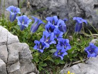 Gentiana clusii 17, Saxifraga-Luuk Vermeer