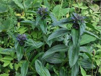 Gentiana cruciata 29, Kruisbladgentiaan, Saxifraga-Harry Jans