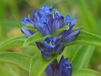 Gentiana cruciata 31, Kruisbladgentiaan, Saxifraga-Hans Dekker