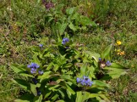 Gentiana cruciata 33, Kruisbladgentiaan, Saxifraga-Ed Stikvoort