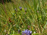 Gentiana cruciata 34, Kruisbladgentiaan, Saxifraga-Ed Stikvoort