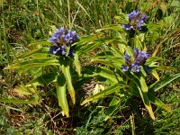 Gentiana cruciata 36, Kruisbladgentiaan, Saxifraga-Ed Stikvoort