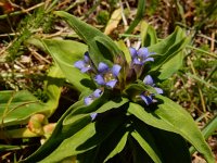 Gentiana cruciata 38, Kruisbladgentiaan, Saxifraga-Ed Stikvoort