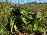 Gentiana cruciata 43, Kruisbladgentiaan, Saxifraga-Ed Stikvoort