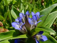 Gentiana cruciata 45, Kruisbladgentiaan, Saxifraga-Ed Stikvoort