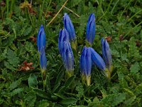 Gentiana froelichii