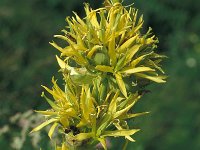 Gentiana lutea 60, Saxifraga-Jan van der Straaten