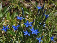 Gentiana nivalis 10, Saxifraga-Harry Jans