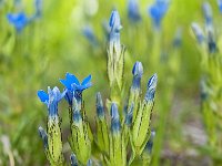 Gentiana nivalis 12, Saxifraga-Luuk Vermeer