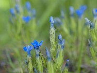 Gentiana nivalis 14. Saxifraga-Luuk Vermeer