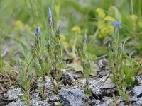 Gentiana nivalis 17, Saxifraga-Luuk Vermeer