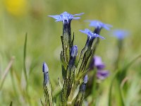 Gentiana nivalis 19, Saxifraga-Luuk Vermeer