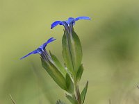 Gentiana nivalis 21, Saxifraga-Luuk Vermeer