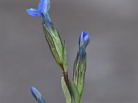 Gentiana nivalis 22, 0 Saxifraga-Luuk Vermeer