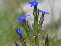 Gentiana nivalis 23, Saxifraga-Luuk Vermeer