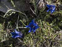 Gentiana occidentalis