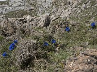 Gentiana occidentalis 10, Saxifraga-Willem van Kruijsbergen