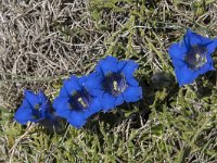 Gentiana occidentalis 11, Saxifraga-Willem van Kruijsbergen