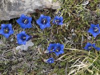 Gentiana occidentalis 12, Saxifraga-Willem van Kruijsbergen