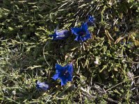 Gentiana occidentalis 2, Saxifraga-Willem van Kruijsbergen