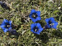 Gentiana occidentalis 4, Saxifraga-Willem van Kruijsbergen