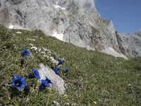 Gentiana occidentalis 5, Saxifraga-Willem van Kruijsbergen