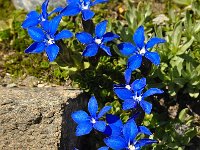 Gentiana orbicularis 31, Saxifraga-Harry Jans