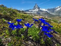 Gentiana orbicularis 32, Saxifraga-Harry Jans