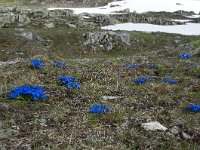 Gentiana orbicularis 34, Saxifraga-Luuk Vermeer