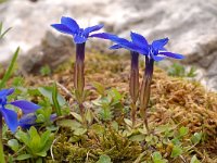 Gentiana orbicularis 37, Saxifraga-Luuk Vermeer