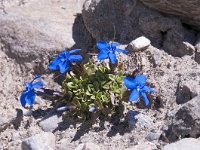 Gentiana orbicularis 39, Saxifraga-Luuk Vermeer